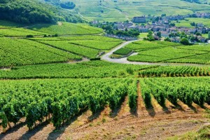 Vinoptimo au carrefour des grands vignoble de France