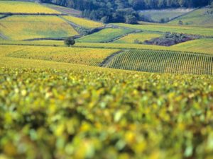 Excursion dans le vignoble de Bourgogne