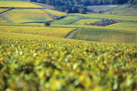 Le vignoble de Bourgogne en quelques données essentielles. Vinoptimo