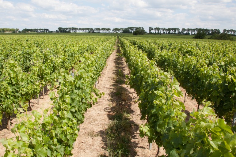 De Ségur : une référence des vignobles de Bordeaux