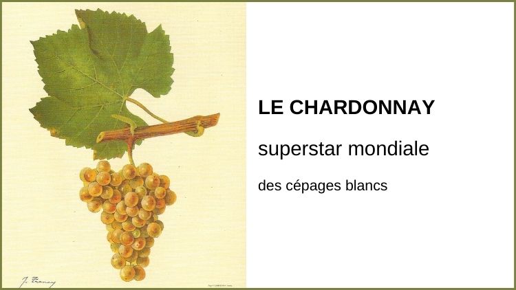 Le cépage chardonnay, star mondiale des vins blancs. Vinoptimo