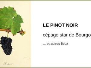 Le pinot noir, cépage star de Bourgogne… et autres lieux