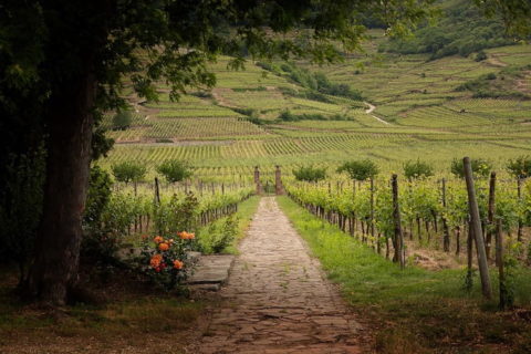 Domaine Weinbach est un des plus prestigieux d’Alsace. Vinoptimo