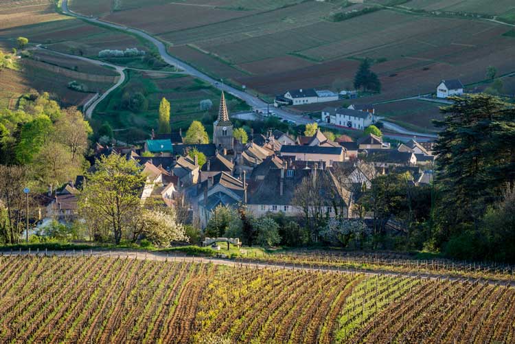 Les climats de Bourgogne bientôt au Patrimoine mondial ?