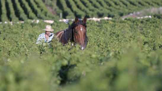 Labour à cheval Clos des Mouches Joseph Drouhin - Vinoptimo