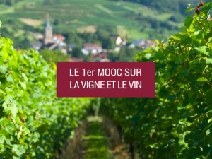 Formation au vin, l’Université de Bourgogne innove avec un MOOC.
