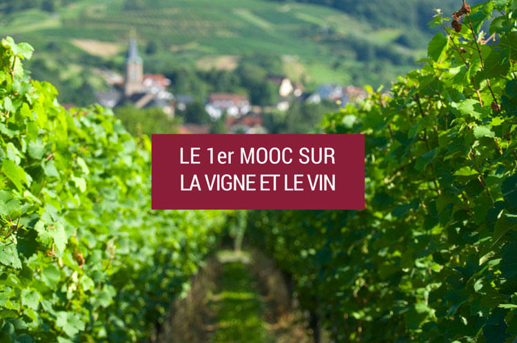 Le premier MOOC dans l’univers de la vigne et du vin