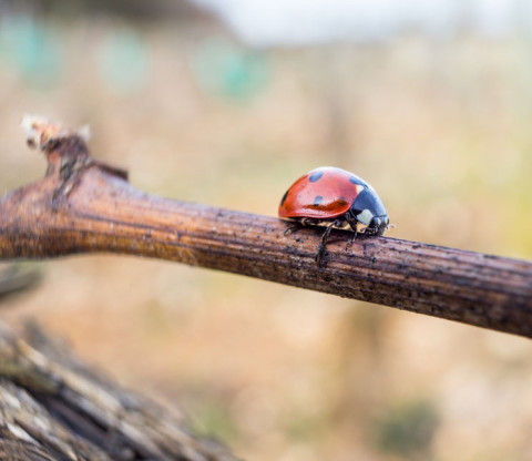 Thibault Liger-Belair adapte de la biodynamie pour ses vignes est poursuivi car il refuse les traitements chimiques