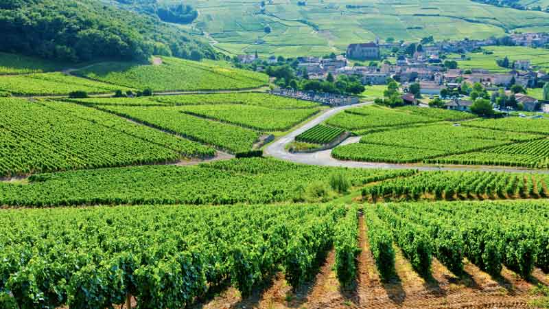 Vignoble en Bourgogne - Vinoptimo