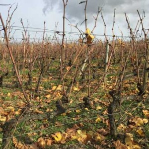 Champagne Billecart Salmon, les vignes