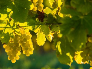 Château Climens, un grand vin de Sauternes entre élégance et puissance