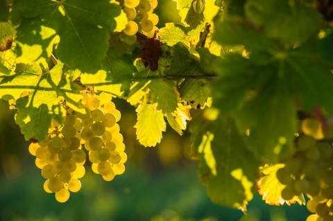 Vignoble de sauternes - Climens Barsac