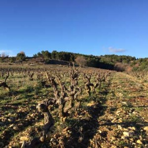 Au domaine Viret, les vignes sont sur les collines du Paradis.