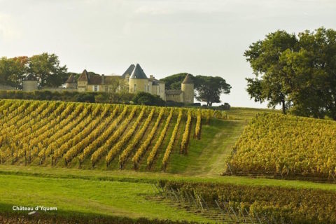 Le vignoble bordelais en quelques données essentielles. Vinoptimo