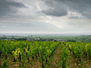 Une tempête de grêle ravage les vignes de Bourgogne