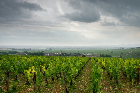 Les vignes de Bourgogne détruites par la grêle
