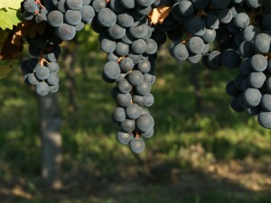 Château Lynch-Bages : un bordeaux d’exception accessible