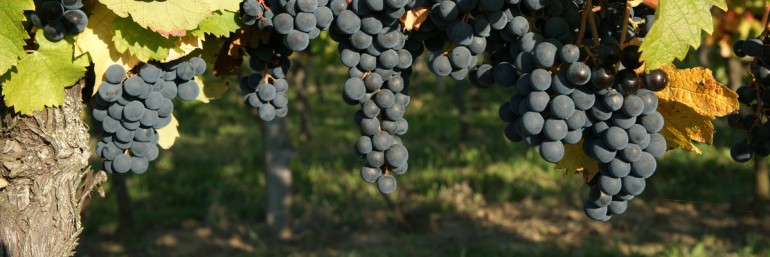 Le domaine Lynch Bages à Bordeaux