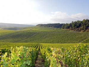 Samuel Billaud, notre coup de coeur à Chablis