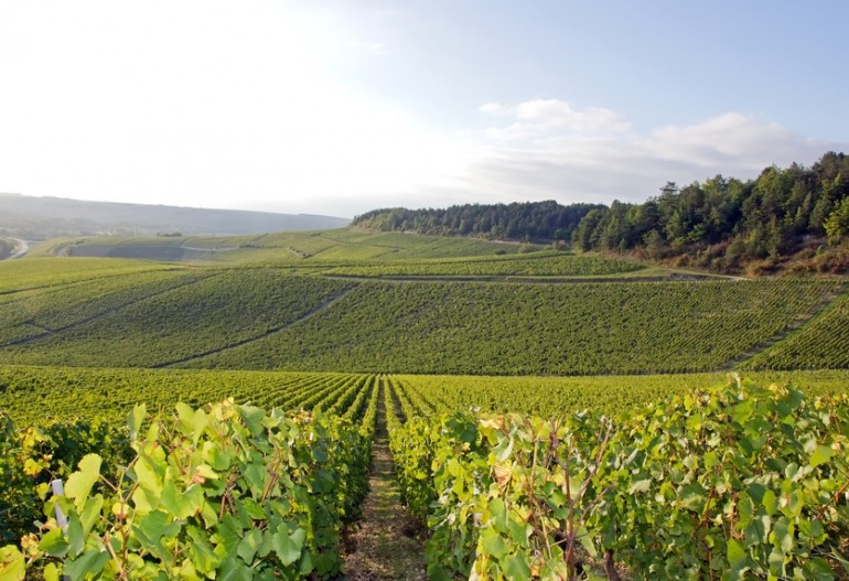 Vignobles de chablis - Samuel Billaud