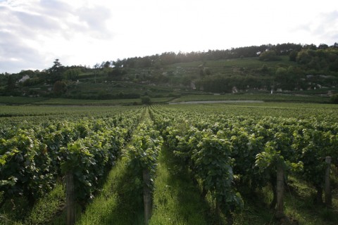 La maison Faiveley à Nuits Saint Georges