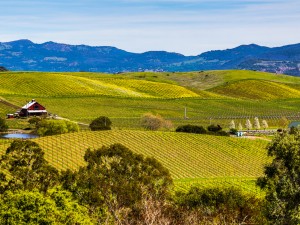 2015 : l’année du retour en force du marché du vin aux Etats-Unis ?