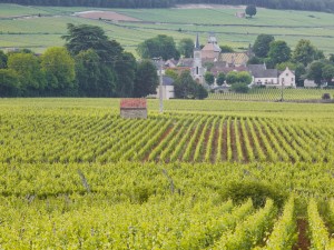 L’art de l’assemblage des vins minervois de Jean-Philippe Charpentier