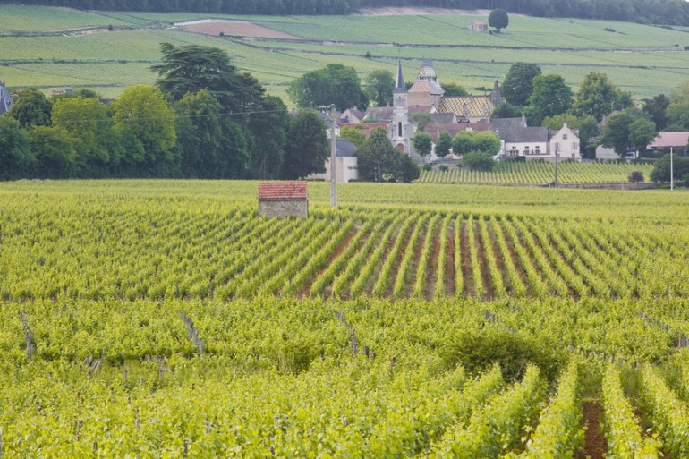 Le domaine Roumier en Côte d'Or