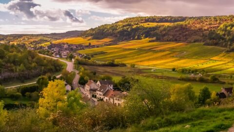 Le Bureau Interprofessionnel des Vins de Bourgogne (BIVB), Vinoptimo