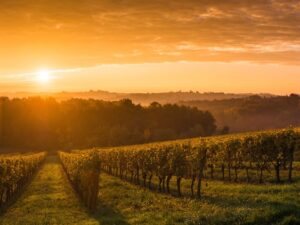 Une campagne des Primeurs de Bordeaux 2020 réussie pour les Châteaux