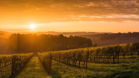 Campagne des primeurs de Bordeaux 2020. Vinoptimo