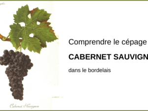 Comprendre le cépage Cabernet Sauvignon dans le bordelais