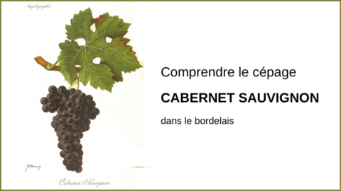 Le cépage Cabernet Sauvignon à Bordeaux. Vinoptimo