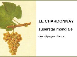 Le chardonnay, la superstar mondiale des cépages blancs