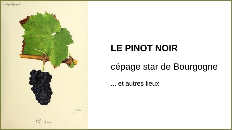 Le cépage pinot noir. Vinoptimo