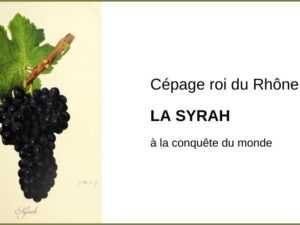 La syrah, le cépage roi du Rhône à la conquête du monde