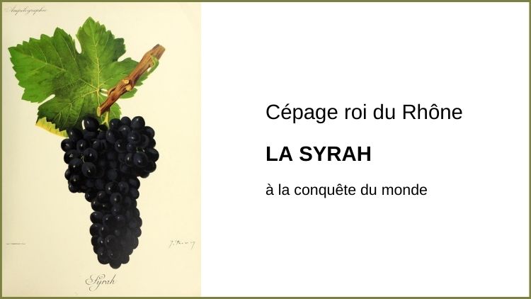 Le cépage syrah. Vinoptimo