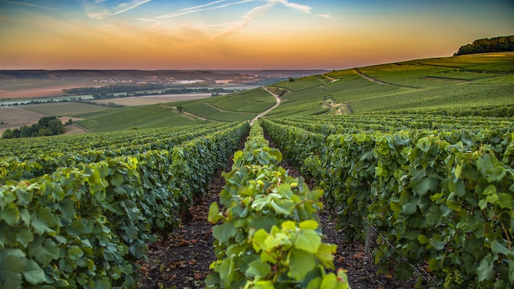 Comité interprofessionnel du vin de Champagne, CIVC. Vinoptimo