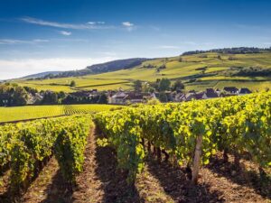 Cote des vins de Bourgogne, la consolidation se poursuit