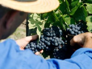 Domaine Bruno Clair, le meilleur du style classique bourguignon