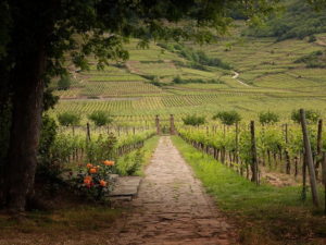 Domaine Weinbach : fruit du travail de la nature et d’une famille