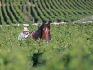 Grand Cru bio et bon Grand Cru, c’est dans la nature du vin