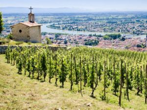 Hermitage La Chapelle, les grands vins qui défient le temps