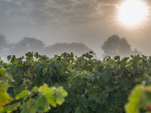 Souffle bienfaisant sur le marché des grands crus du 2e trimestre 2020