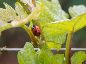 Vin nature : rechercher l’exceptionnel