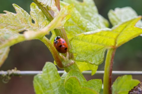 Vin nature : rechercher l'exception. Vinoptimo